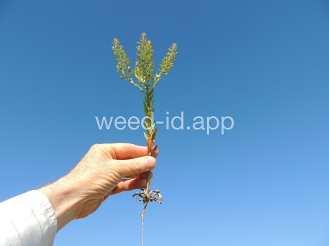 pepperweed, field